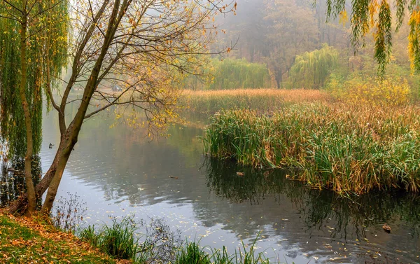 Mist Daalde Het Meer Eenden Zwemmen Reeds Groeien Langs Oevers — Stockfoto