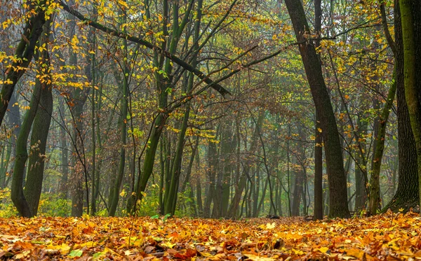 Wald Herbstliche Farben Die Vergilbten Blätter Fallen Von Den Bäumen — Stockfoto
