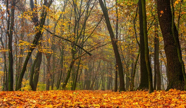 Лес Осенние Цвета Желтые Листья Падают Деревьев — стоковое фото