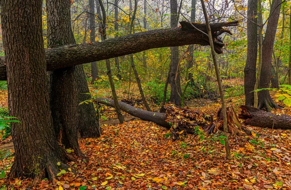 Höstskog Fallna Löv Brutna Träd — Stockfoto