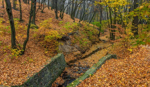 Leśny Strumień Meandrujący Jak Wąż Płynie Dnie Wąwozu Pokryty Jesiennymi — Zdjęcie stockowe