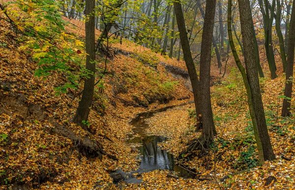 Лесной Ручей Блуждающий Змея Течет Дну Оврага Покрытого Осенними Листьями — стоковое фото