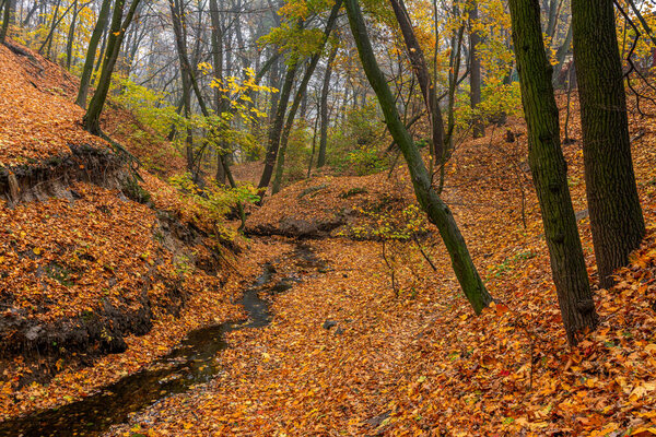 A forest stream meandering like a snake flows along the bottom of the ravine, covered with autumn leaves!