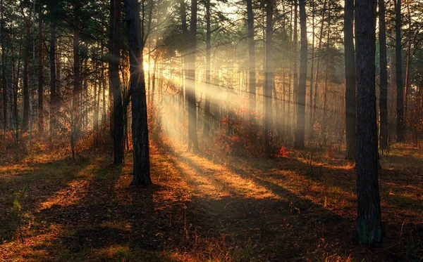 Matin Ensoleillé Dans Forêt Automne Les Rayons Soleil Illuminent Magnifiquement — Photo