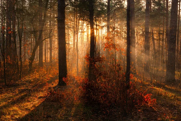 Matin Ensoleillé Dans Forêt Automne Les Rayons Soleil Illuminent Magnifiquement — Photo