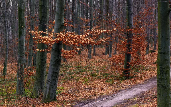 Лес Осенние Цвета Желтые Листья Падают Деревьев — стоковое фото