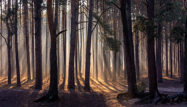 Mañana Soleada Bosque Otoño Los Rayos Del Sol Iluminan Las —  Fotos de Stock