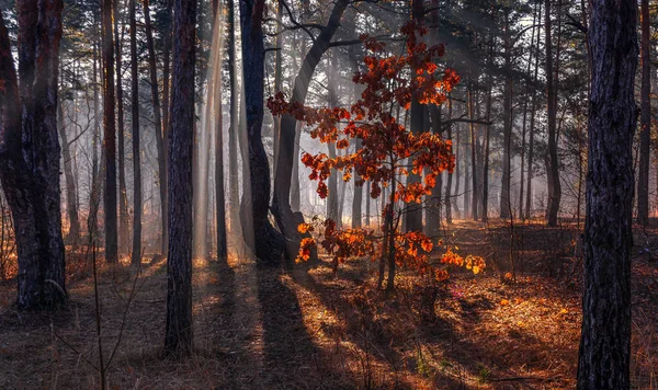 Солнечное Утро Осеннем Лесу Солнечные Лучи Прекрасно Освещают Ржавые Листья — стоковое фото