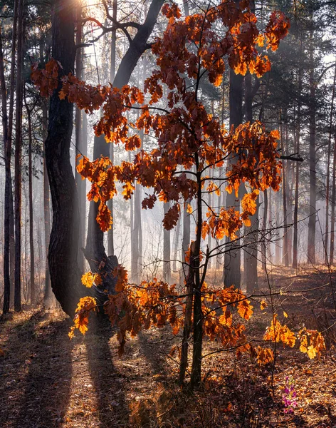 秋の森の中で晴れた朝 太陽の光が錆びた葉を美しく照らす 光の霧が木々を包み込んだ — ストック写真