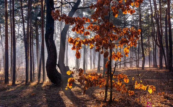 Sonniger Morgen Herbstlichen Wald Die Sonnenstrahlen Beleuchten Die Rostigen Blätter — Stockfoto