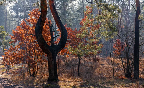 Forma Árvore Interessante Tempo Agradável Outono — Fotografia de Stock