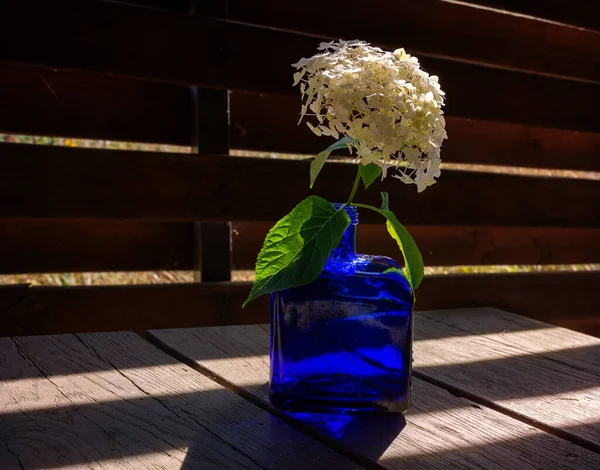 Flores Hortensia Blanca Jarrón Cristal Azul Bellamente Iluminado Por Sol — Foto de Stock