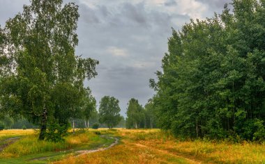 Çayırlar boyunca ve orman boyunca uzanan manzaralı bir yol. Kırsal kesimde. Yürüyüş.