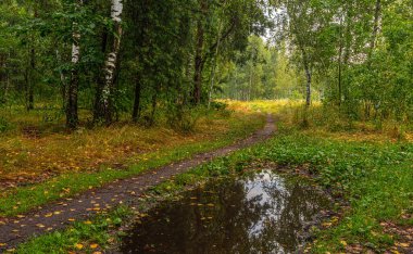 Ormanda bir patika. Yürüyüş. Orman.