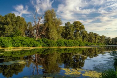 Ormanla çevrili bir göl. Ağaçlar suya yansıyor..