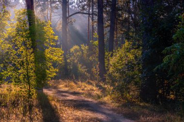 Orman. Güneşli bir sabah. Güneş ışınları ağaçların dallarında oynuyor. Doğada seyahat..
