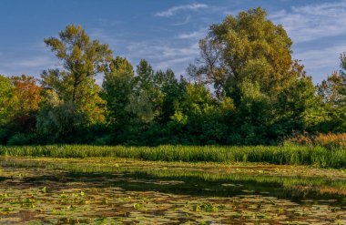 Ormanla çevrili nilüferlerle dolu bir gölet. Sakin doğa sahnesi..