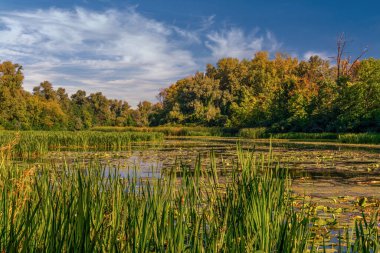 Ormanla çevrili nilüferlerle dolu bir gölet. Sakin doğa sahnesi..