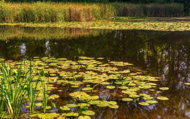 İçinde nilüferler olan bir gölet. Sakin doğa sahnesi.