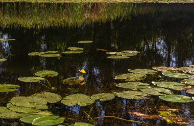 İçinde nilüferler olan bir gölet. Sakin doğa sahnesi.