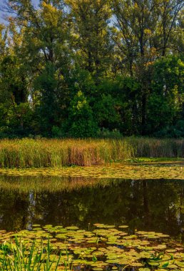 Ormanla çevrili nilüferlerle dolu bir gölet. Sakin doğa sahnesi..