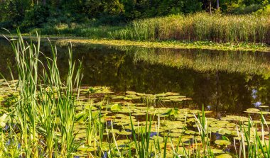 İçinde nilüferler olan bir gölet. Sakin doğa sahnesi.