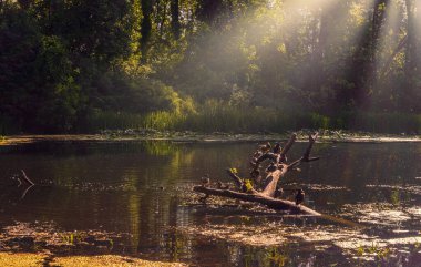 Parktaki patika. Orman. Doğada seyahat..
