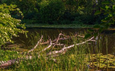 Parktaki patika. Orman. Doğada seyahat..