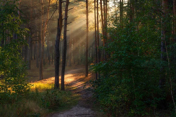 Wald Sonniger Morgen Die Sonnenstrahlen Spielen Den Ästen Der Bäume — Stockfoto