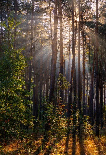 Bosland Zonnige Ochtend Stralen Van Zon Spelen Takken Van Bomen — Stockfoto