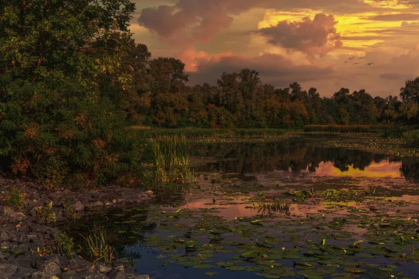 Добрый Вечер Закат Озеро Водяными Лилиями Окружении Леса — стоковое фото