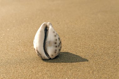 Sea shell on the sand in the form of female genitalia, vagina. clipart