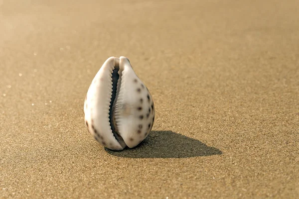 Concha Mar Areia Forma Genitália Feminina Vagina — Fotografia de Stock