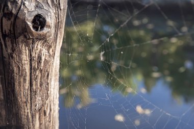 Üzerinde arka plan bulanık spiderweb. Odak yok
