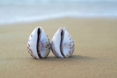 Two seashells in the sand as a concept of same-sex love. clipart