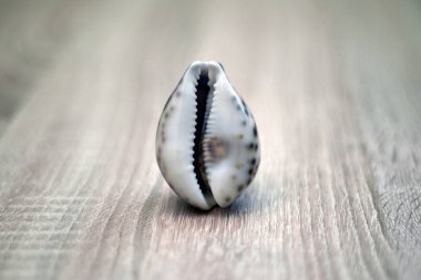 Sea shell in the form of female genitalia, vagina. clipart