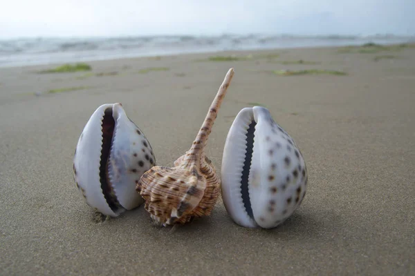 Seashells Praia Como Conceito Sexo Grupo — Fotografia de Stock