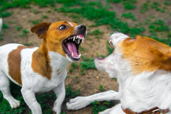 Twee honden vechten op straat. Agressieve honden. Hondenaanval. — Stockfoto