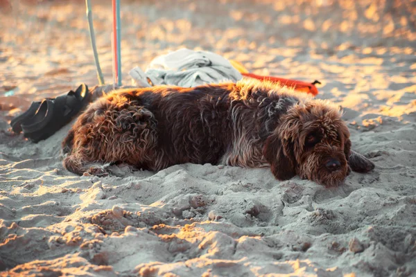 Oud ziek vies shaggy hond ligt op het strand in de buurt dingen. — Stockfoto