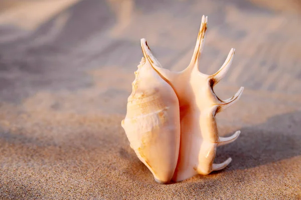 Cáscara marina en forma de genitales femeninos, vagina —  Fotos de Stock