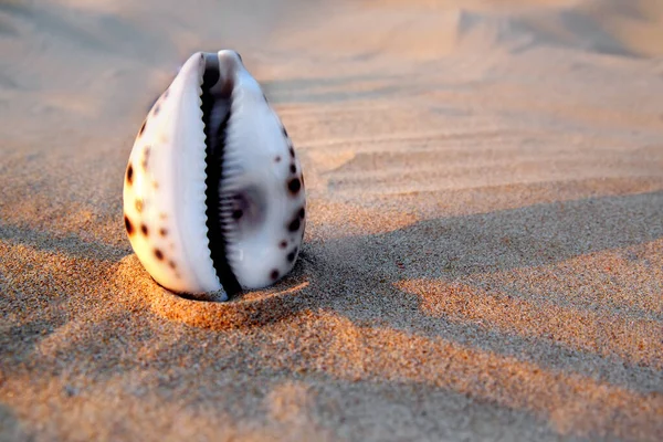 Concha do mar agradável e brilho na praia com paisagem marinha perfeita ao sol, dof raso — Fotografia de Stock