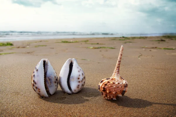 Prachtige schelpen op zwart zand bij zonsondergang. Eenzame schelpen op het strand verlicht door de ondergaande zon — Stockfoto