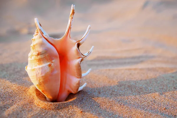 Concha do mar nautilus na praia de areia dourada em luz suave do pôr do sol — Fotografia de Stock