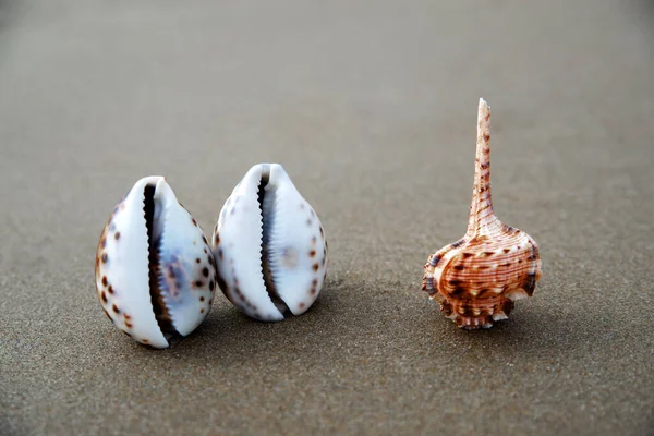 Conchiglie sullo sfondo di sabbia. Spiaggia estiva. Collezione Seashell. Paesaggio con conchiglie sulla spiaggia tropicale. Concetto di viaggio e turismo. Copia spazio. — Foto Stock