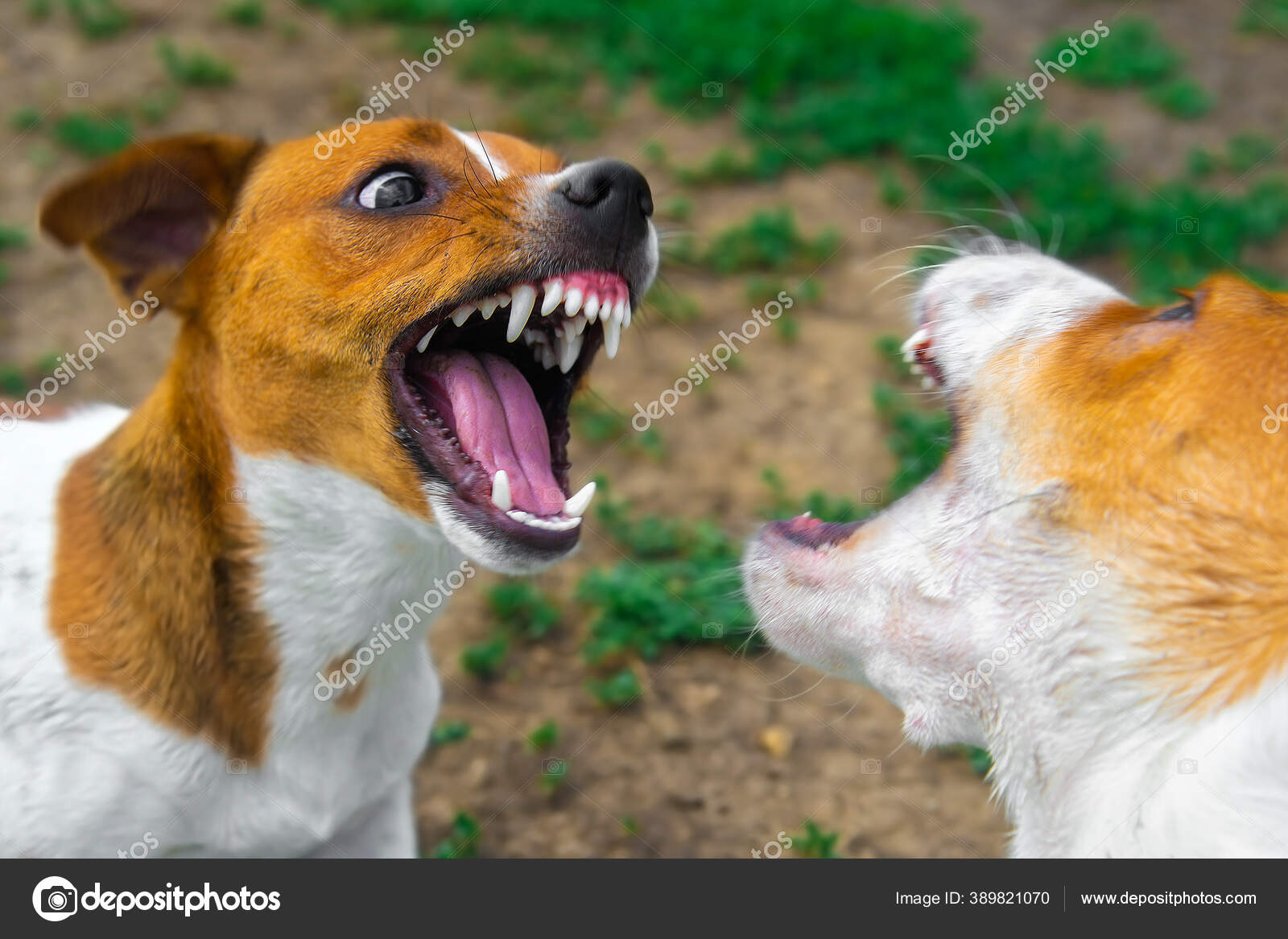 What Is The Best Fighting Dog