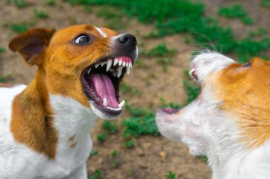 İki köpek sokakta kavga ediyor. Saldırgan köpekler. Köpek saldırısı.