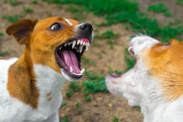 two dogs are fighting on the street. Agressive dogs. Dog attack