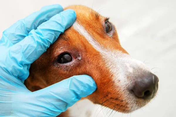 Bir köpek dachshund 'un gözlerine veteriner muayenesi. Köpek gözlerinde konjonktivit. Evcil hayvan konseptinin sağlık ve sağlık hizmeti