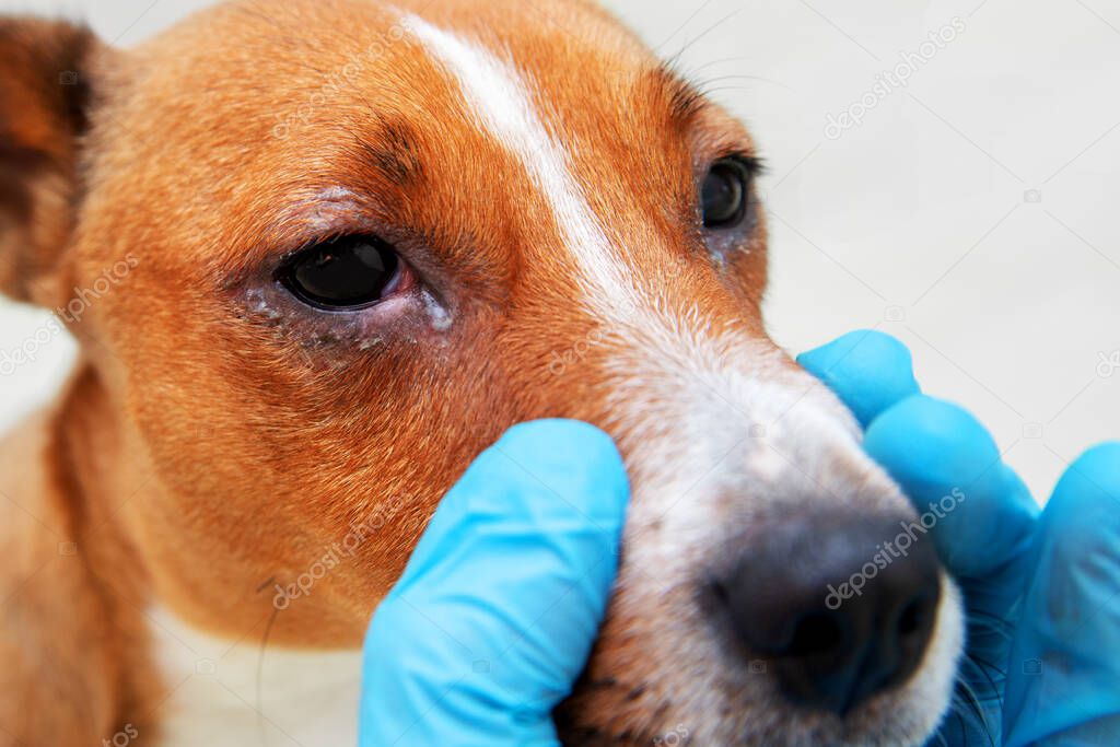 Sick dog with infected crusty eyes examination. Inspection, blepharitis. Close up of redness and bump in the eye of a dog. conjunctivitis eyes of dog