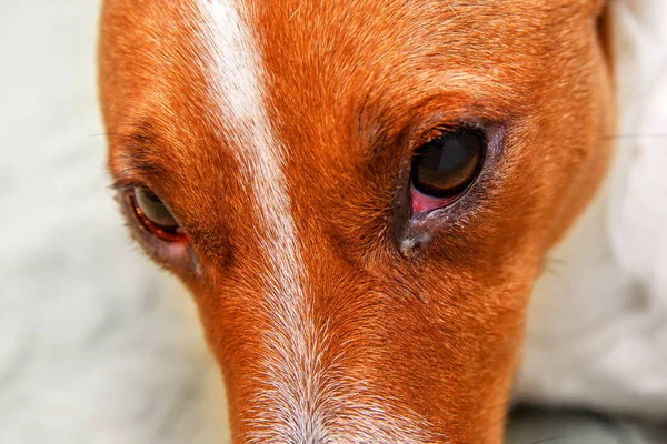 Kızarıklığı kapat ve bir köpeğin gözüne çarp. Köpek gözlerinde konjonktivit. Evcil hayvan konseptinin sağlık ve sağlık hizmeti